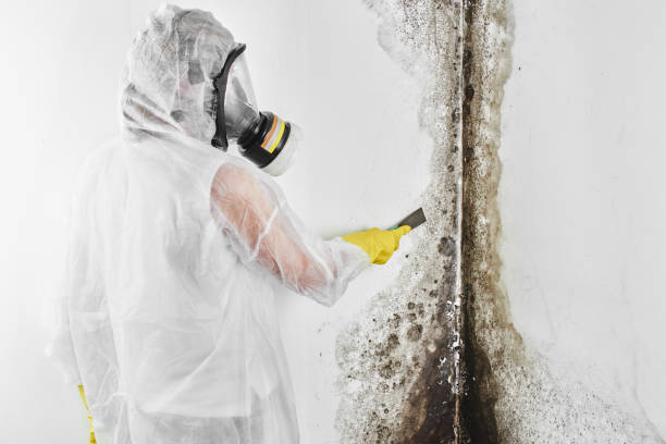 Professional Mold Remediation in Morrisville, VT