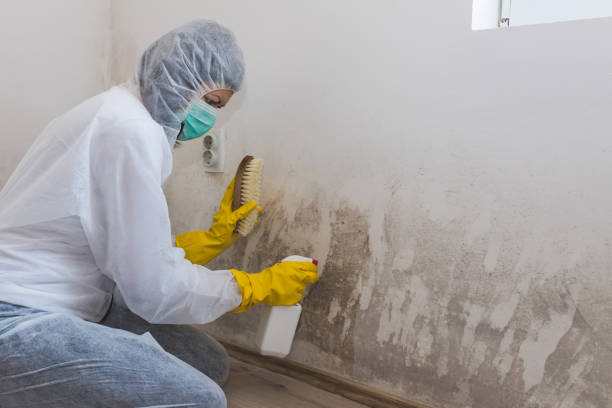 Best Kitchen Mold Remediation in Morrisville, VT