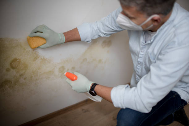 Best Insurance-Related Mold Remediation in Morrisville, VT