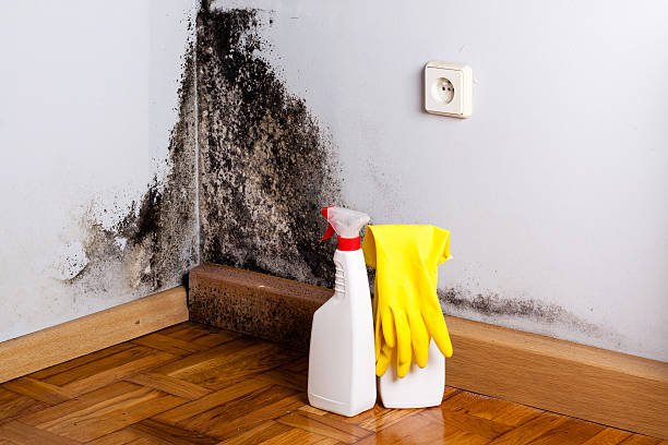 Best Commercial Mold Remediation in Morrisville, VT